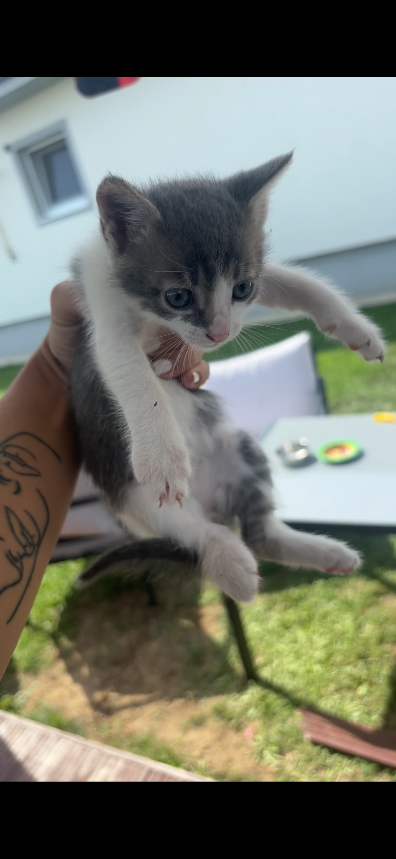 Ofer spre adoptie doi pisoiasi