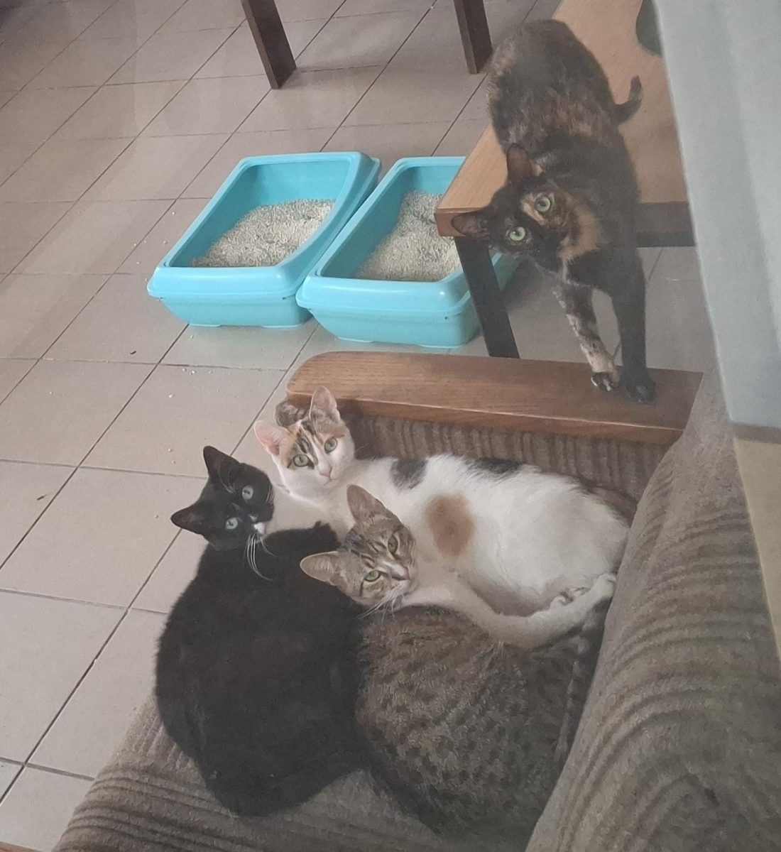 Donez spre adoptie – 4 pisici