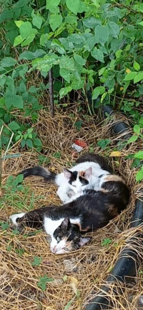 Urgent, puiuți abandonați, vine frigul!