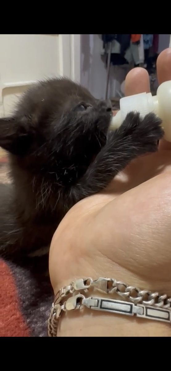 Donez pui pisicuta neagra