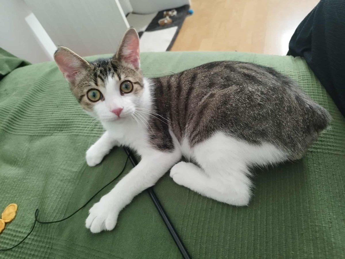 Vrei sa fii foarte, foarte iubit(a)? Atunci adopta-l pe Sfâr!