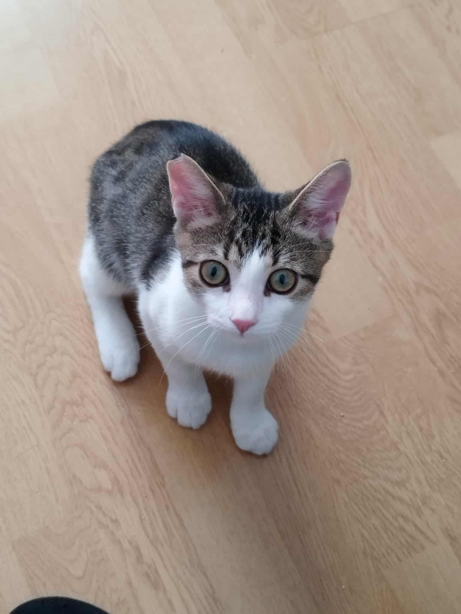 Vrei sa fii foarte, foarte iubit(a)? Atunci adopta-l pe Sfâr!