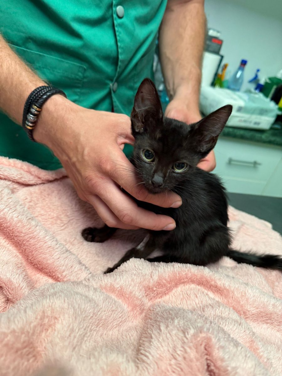 Pet sitter Pisica/Adoptie  motan Nero
