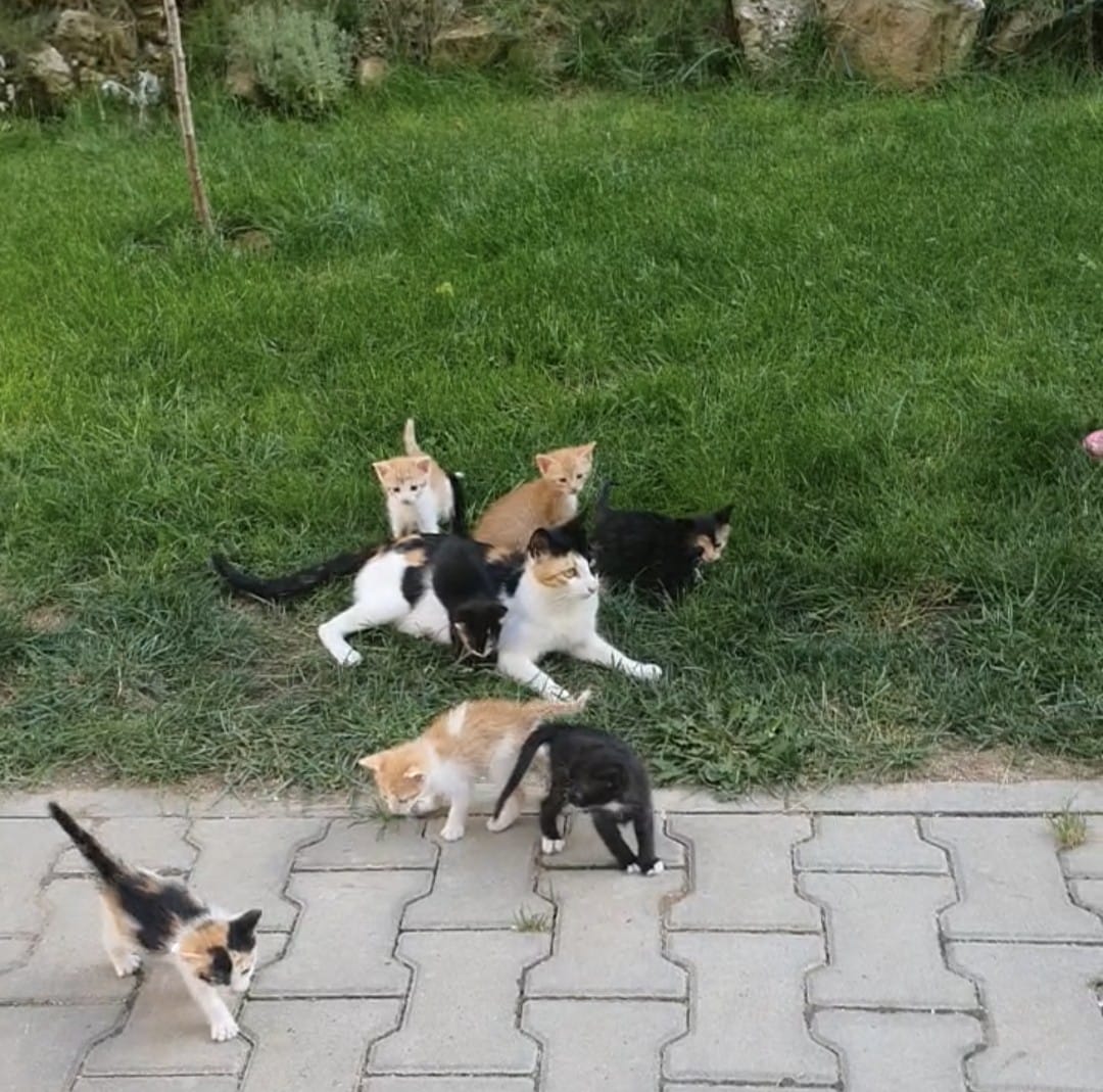 Sica și cei șapte pui au nevoie de casă