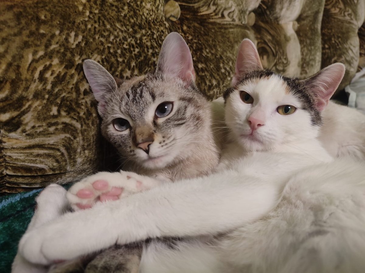 🐾 SPICA & MIAUA – DOUĂ INIMI PUFOASE ÎN CĂUTAREA UNEI FAMILII 🐾