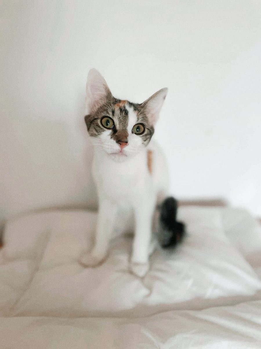 Sofy