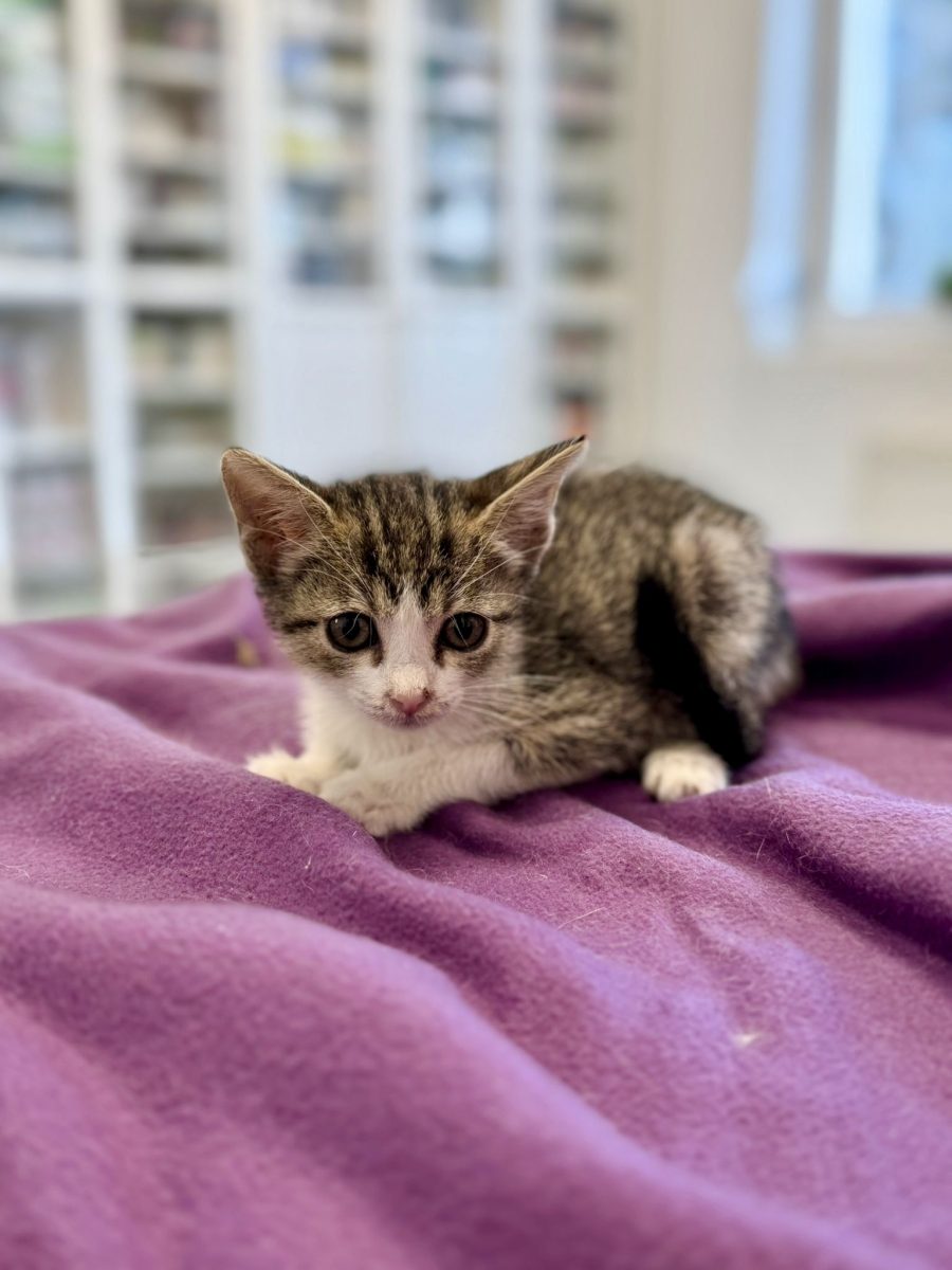 🌸 Adopție pisicuță specială 🌸