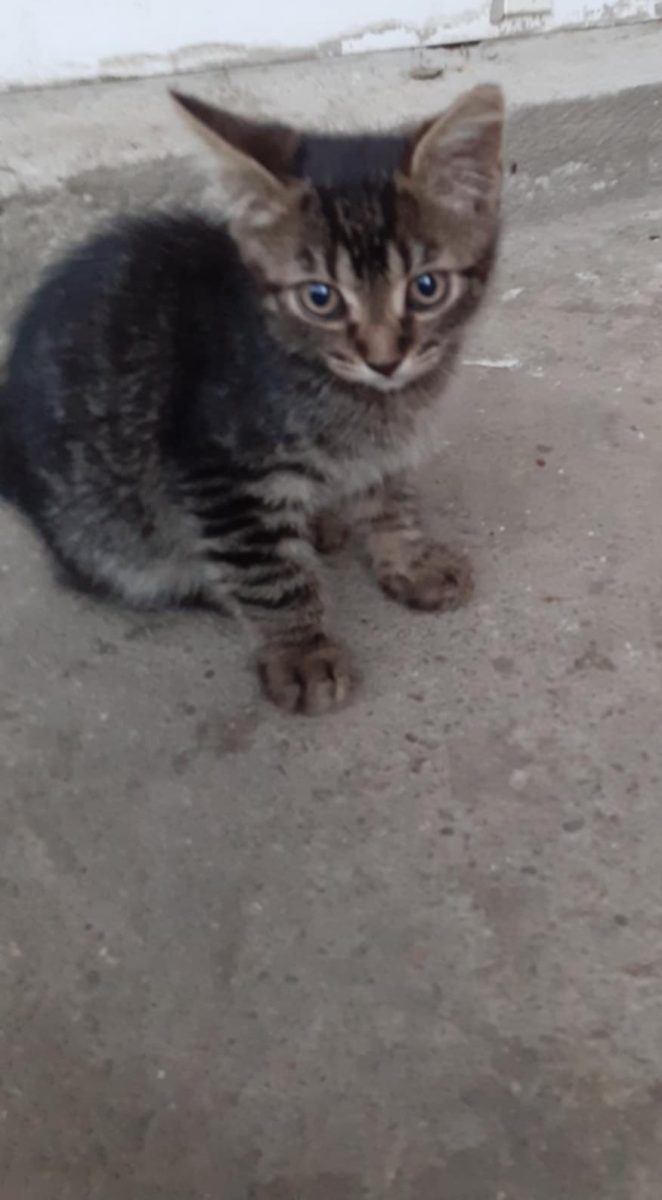 DONATIE ADOPTIE PISOI