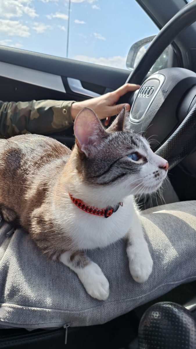 Pisica adultă foarte cuminte si blanda