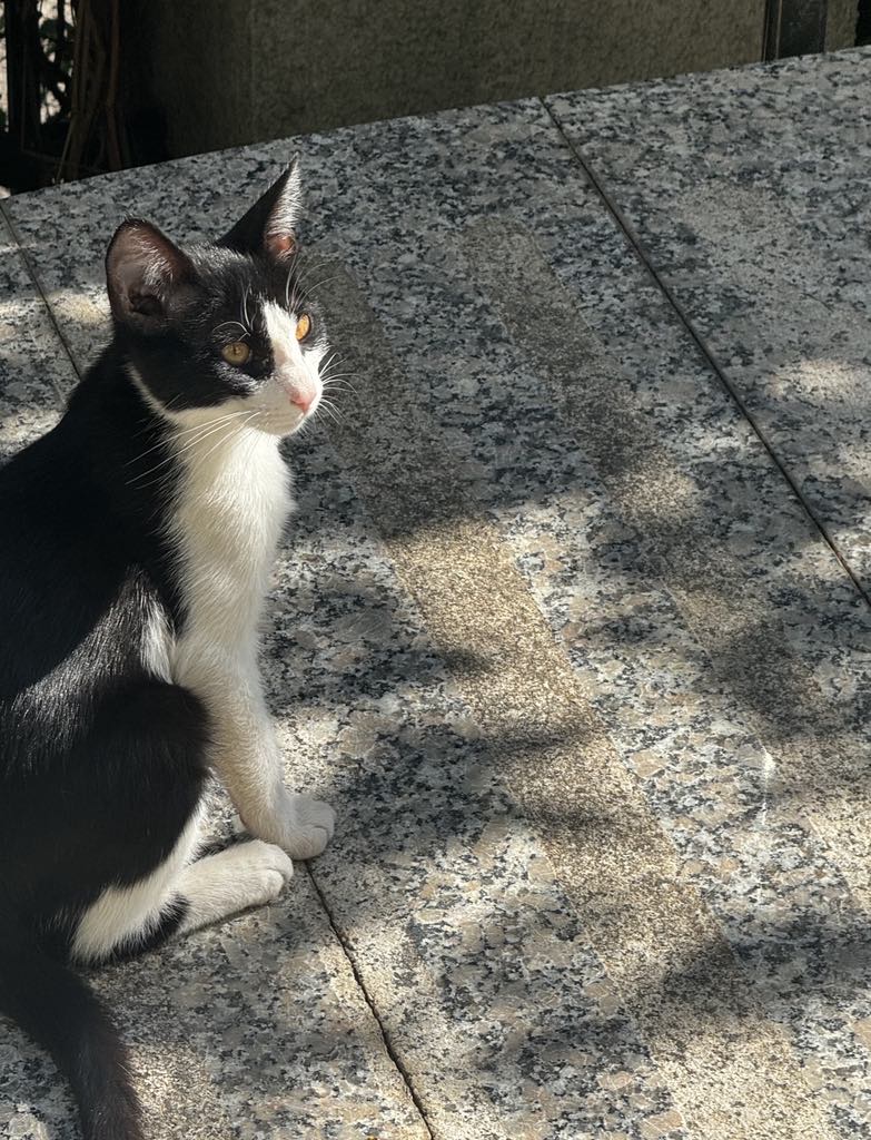 Pisoiasi micuti si singurei, isi cauta casuta lor