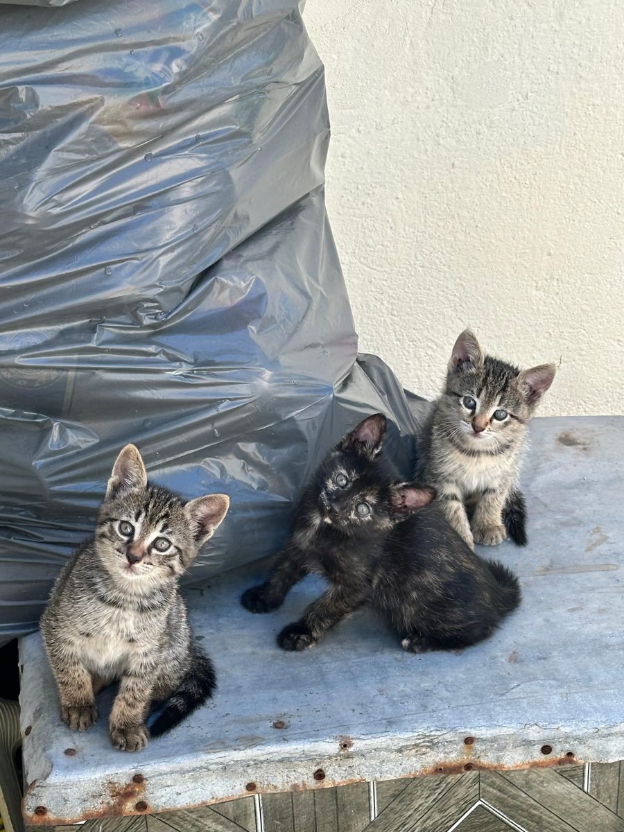 🐱 5 pisoiași de 2 luni caută familie iubitoare ❤️