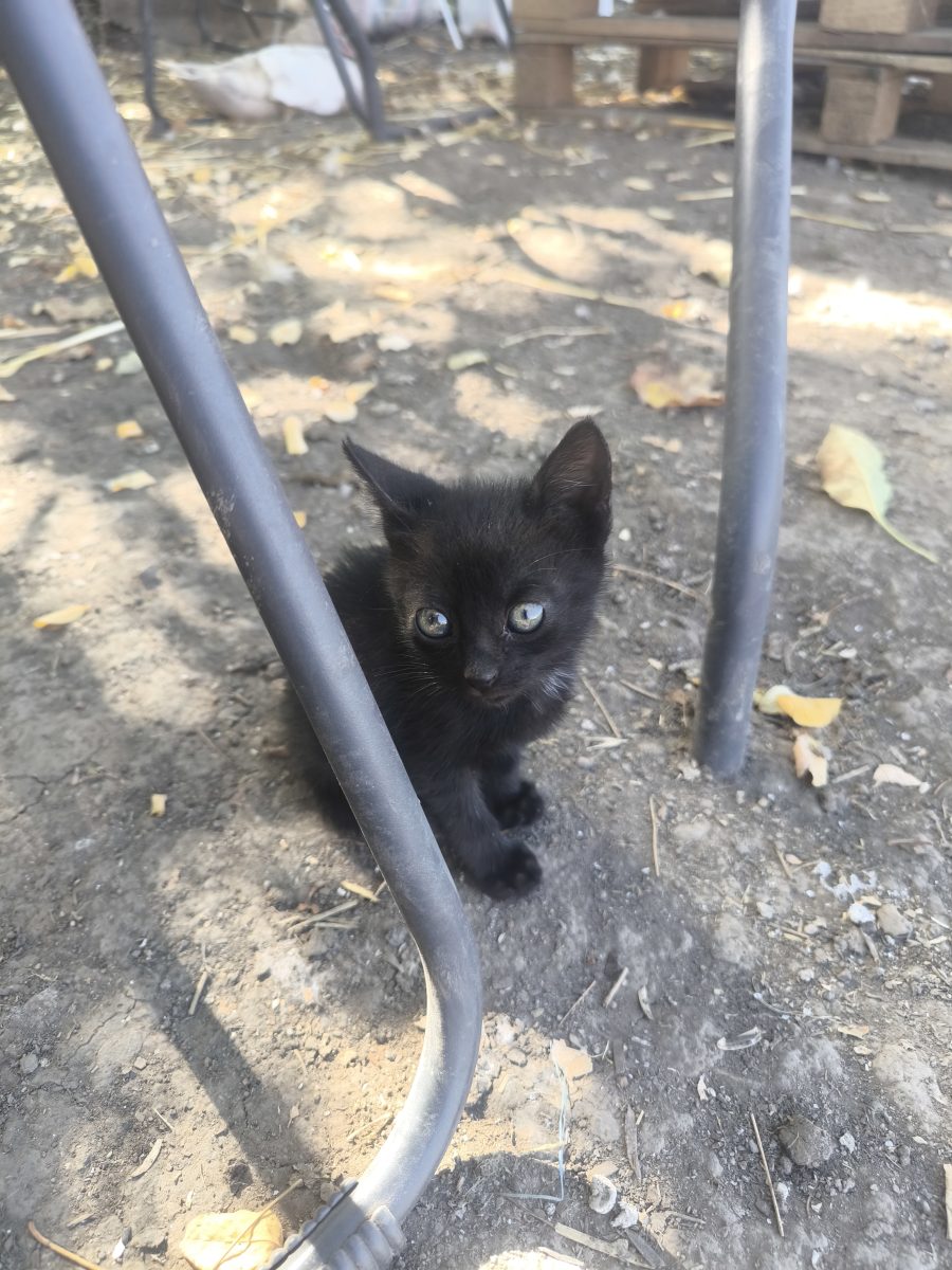 Bebelus negru isi cauta casuta