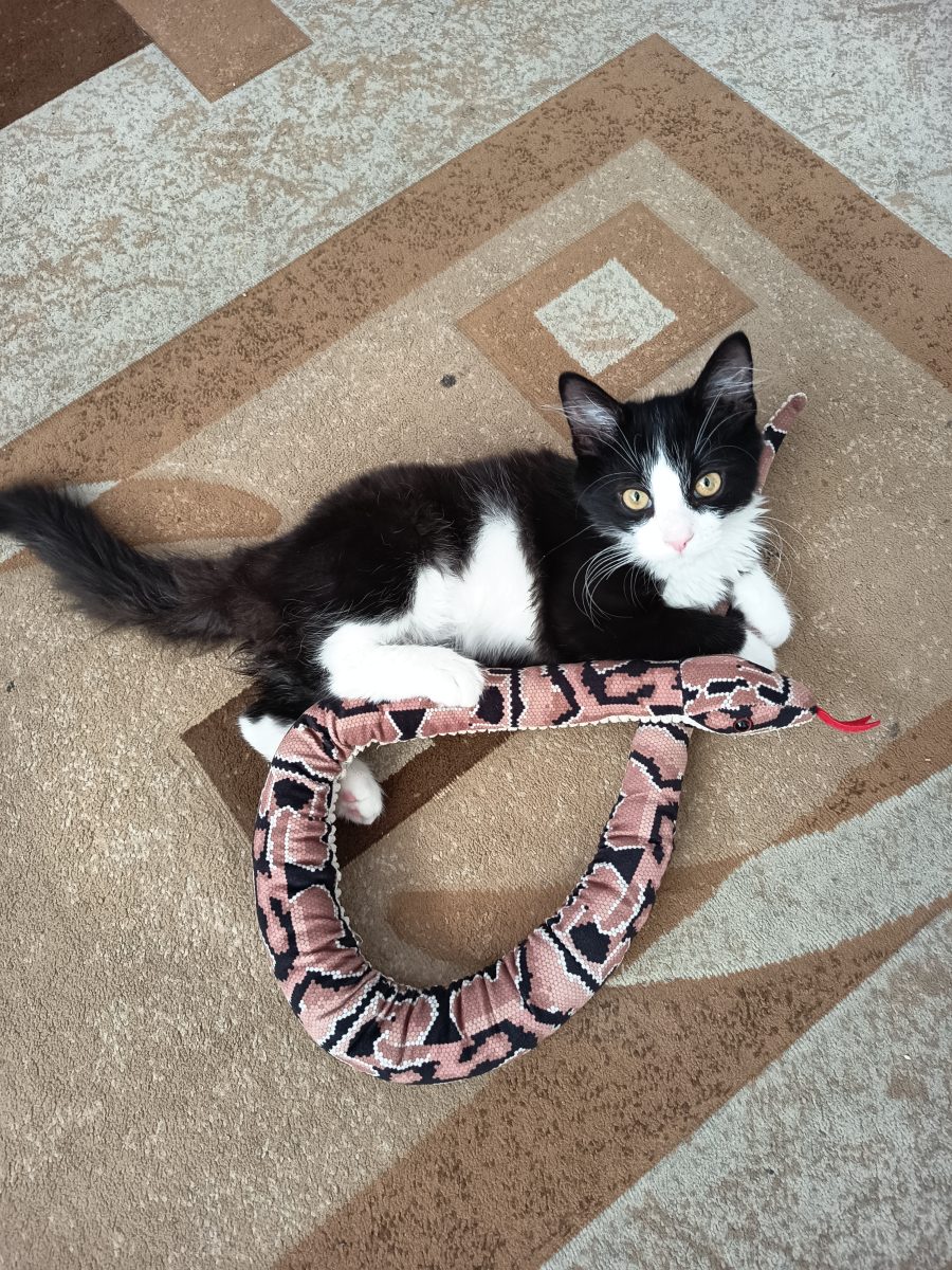 Petey, motanul jucaus