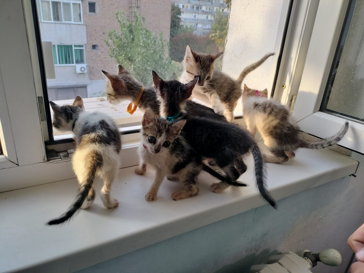 6 pui la adoptie