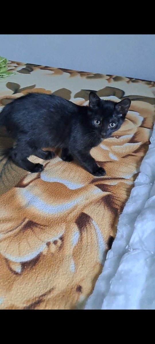 Puiuți pentru adopție