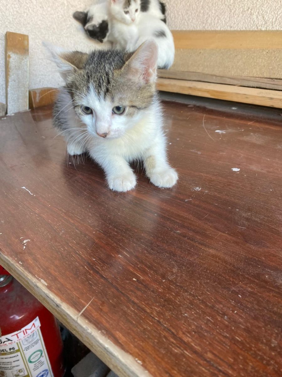 4 ghemotoace își caută o familie iubitoare