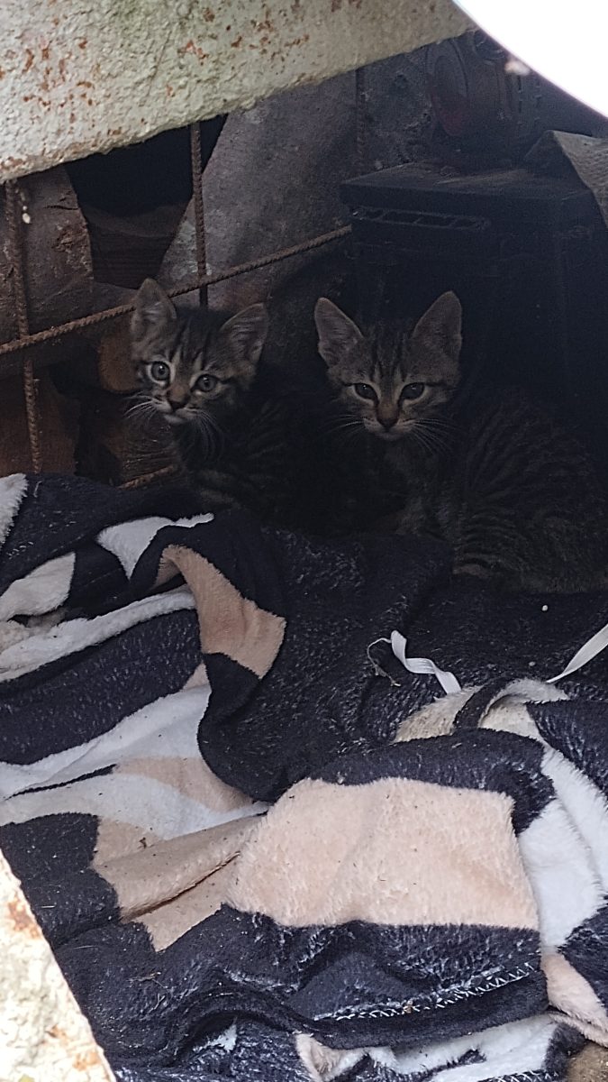4 pisici jucausi isi cauta casa