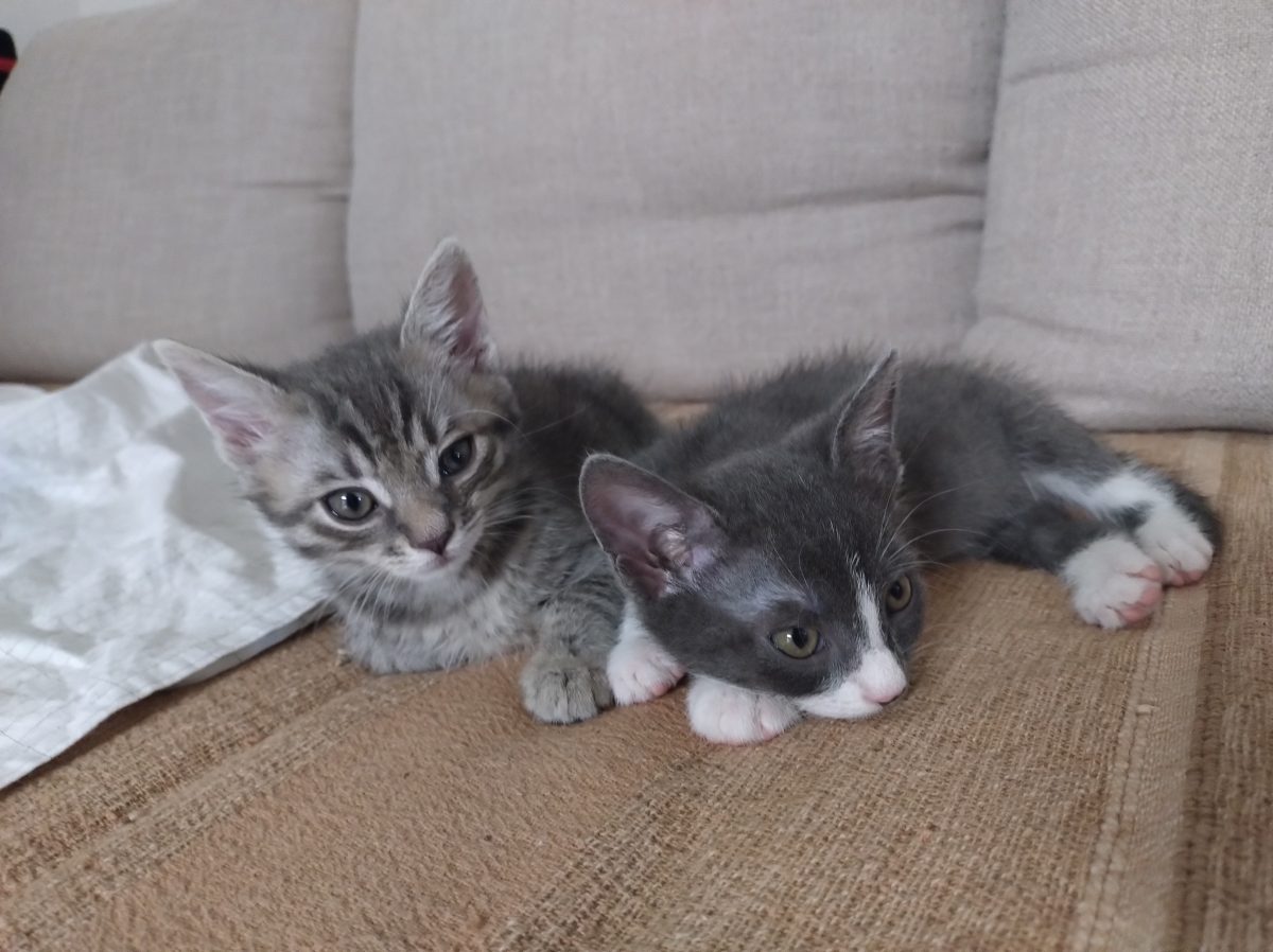 URGENT Adoptă doi puișori de pisică salvați!