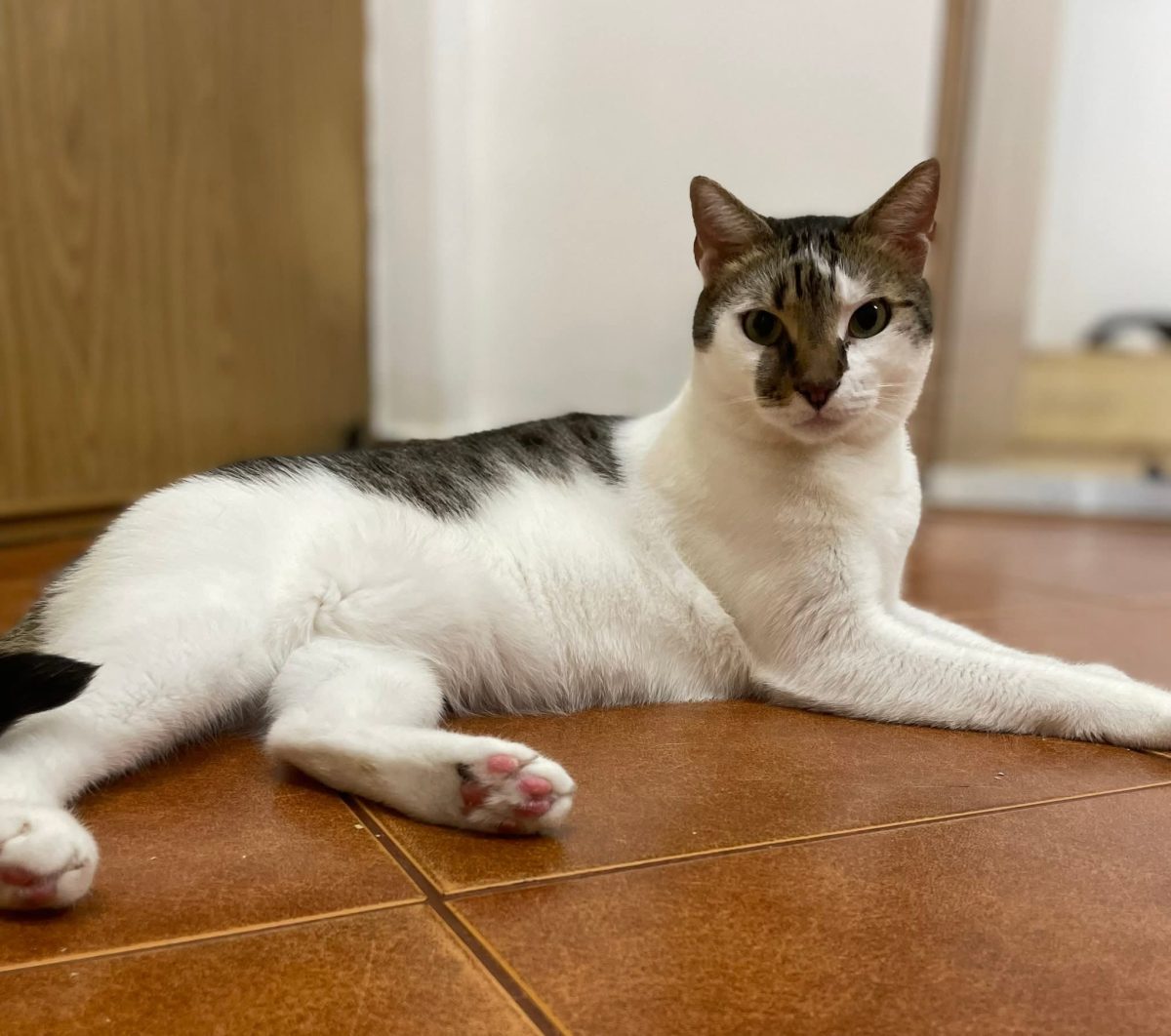 Javier – motanul frumos care inca mai crede in oameni