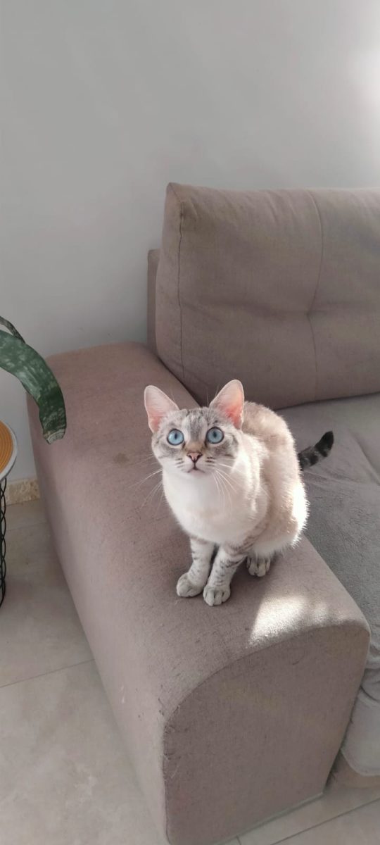 Pisicile Bela şi Tom – Adopție