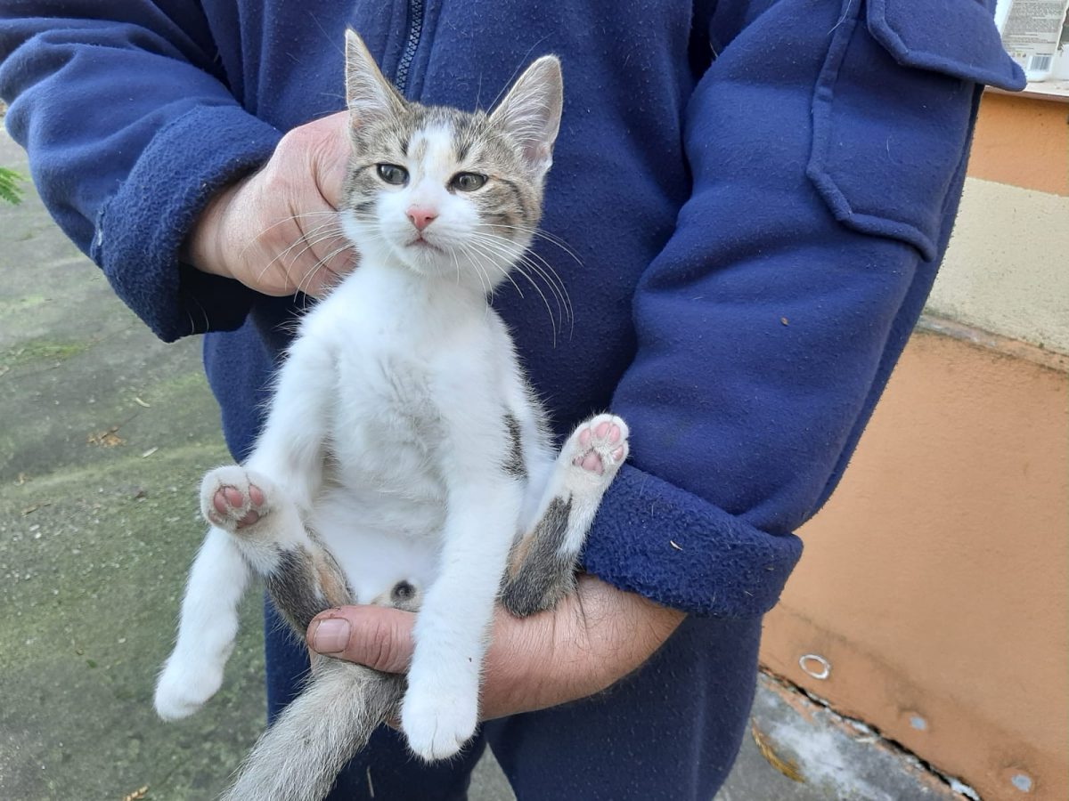 Motănel frumușel de 3 luni caută o căsuță a lui
