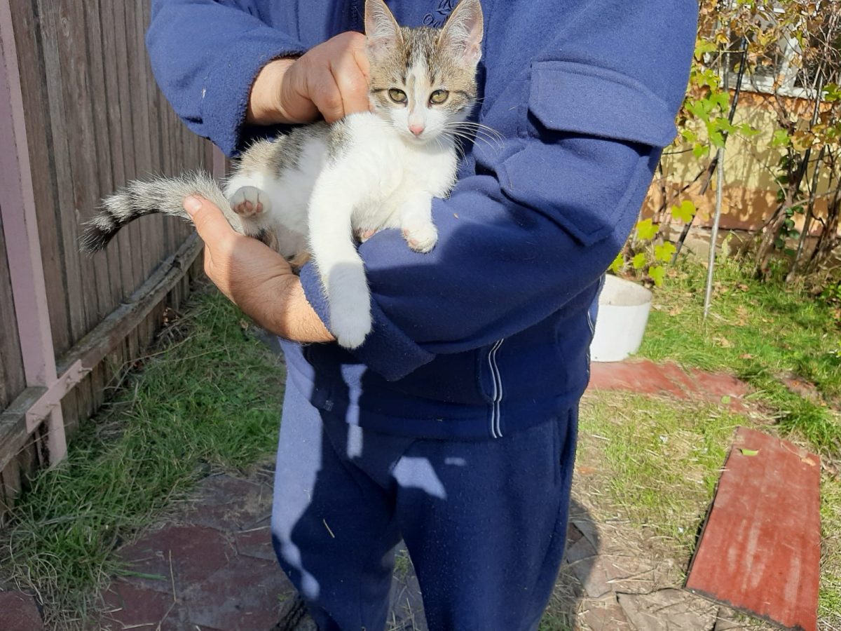 Motănel jucăuș pt adopție