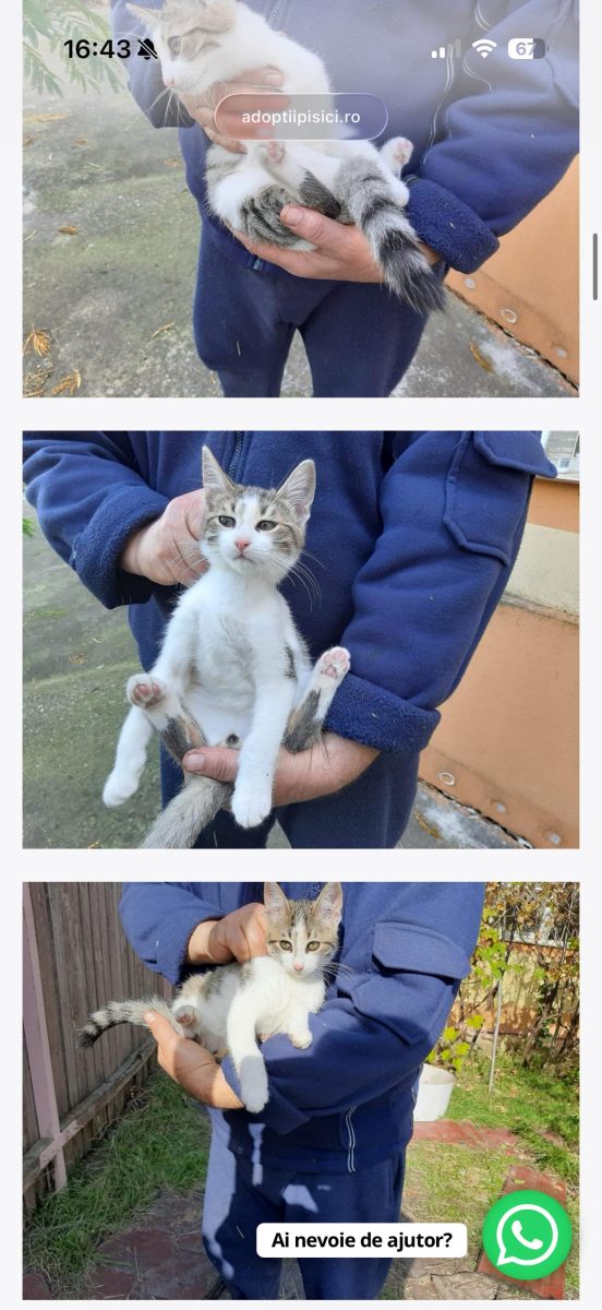 Motănel tandru, jucăușă pentru adopție