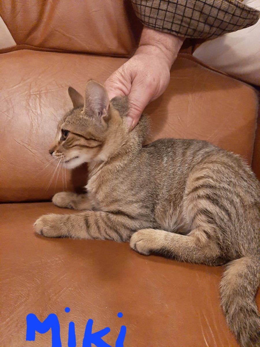 Motănel jucaus pt adopție