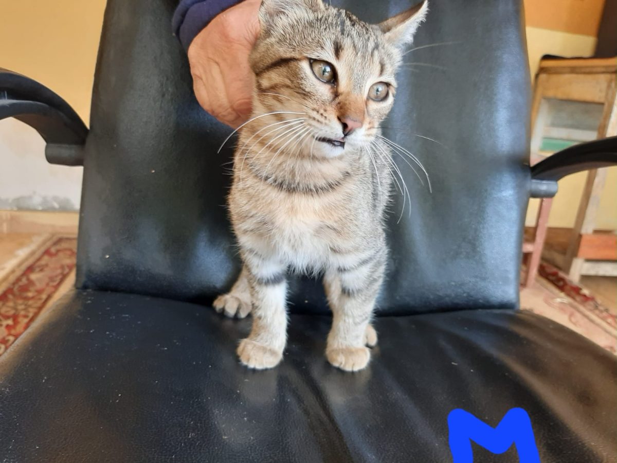 Motănel de 3 luni pt adopție