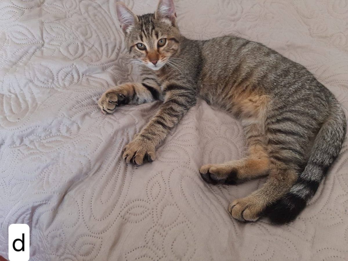 Motănel frumușel pentru adopție