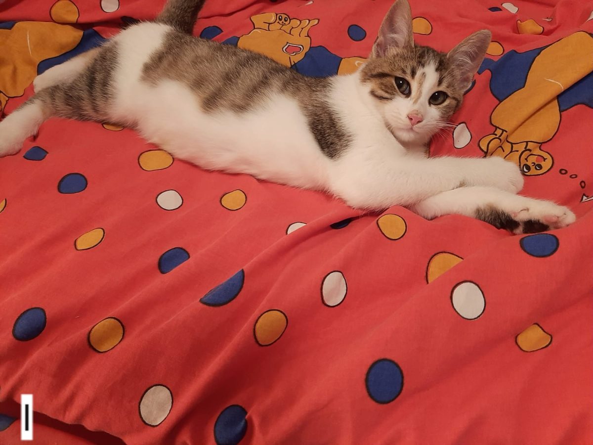 Motănel frumușel pentru adopție