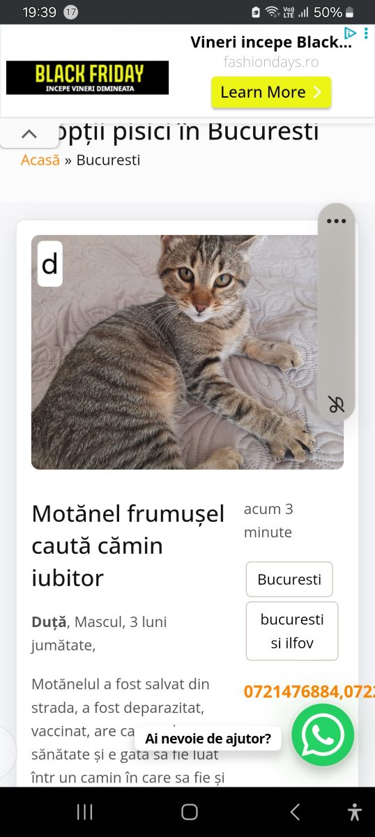 Motănel frumușel pentru căminul tău