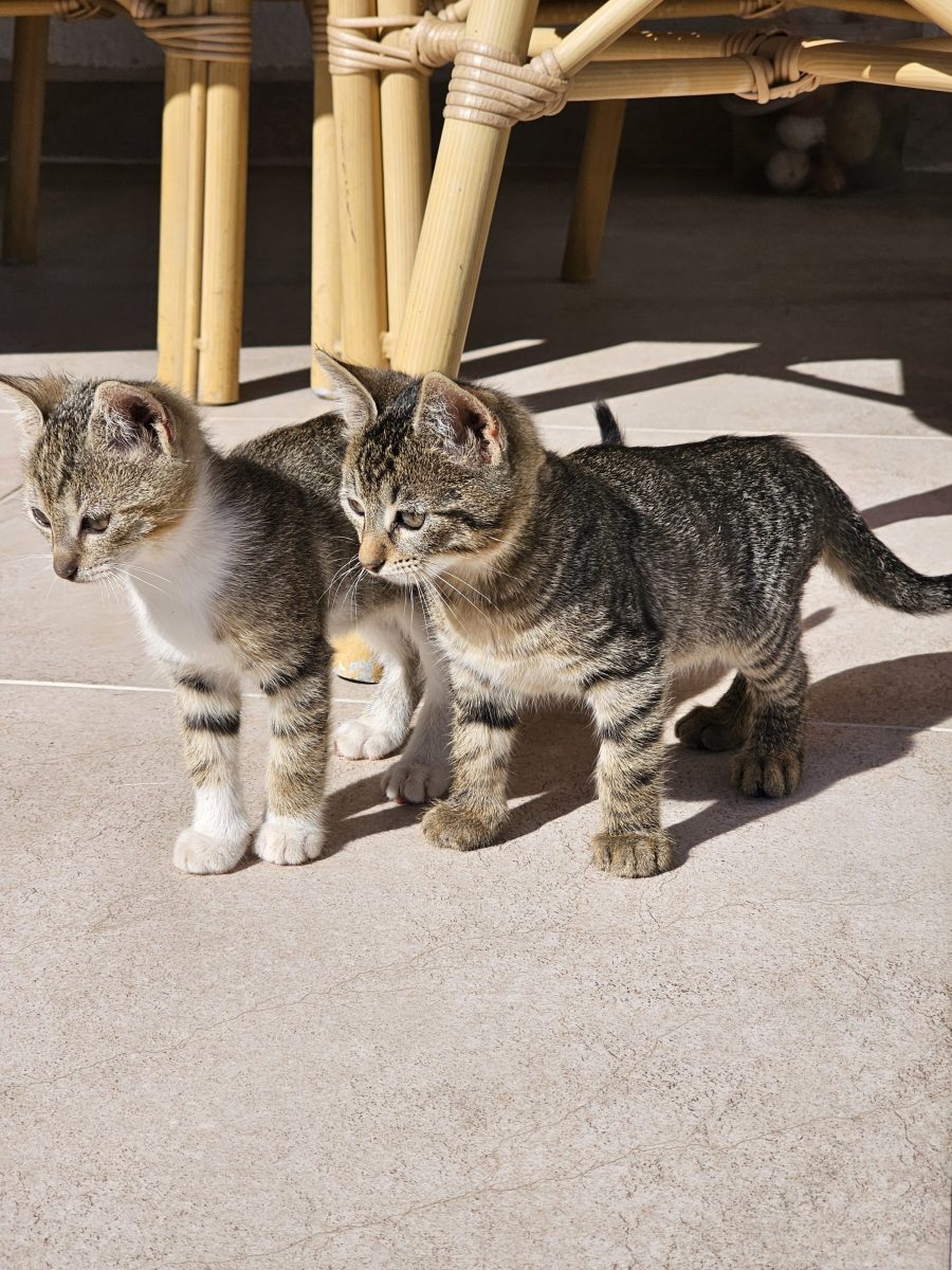 5 pisoi adorabili isi cauta casuta