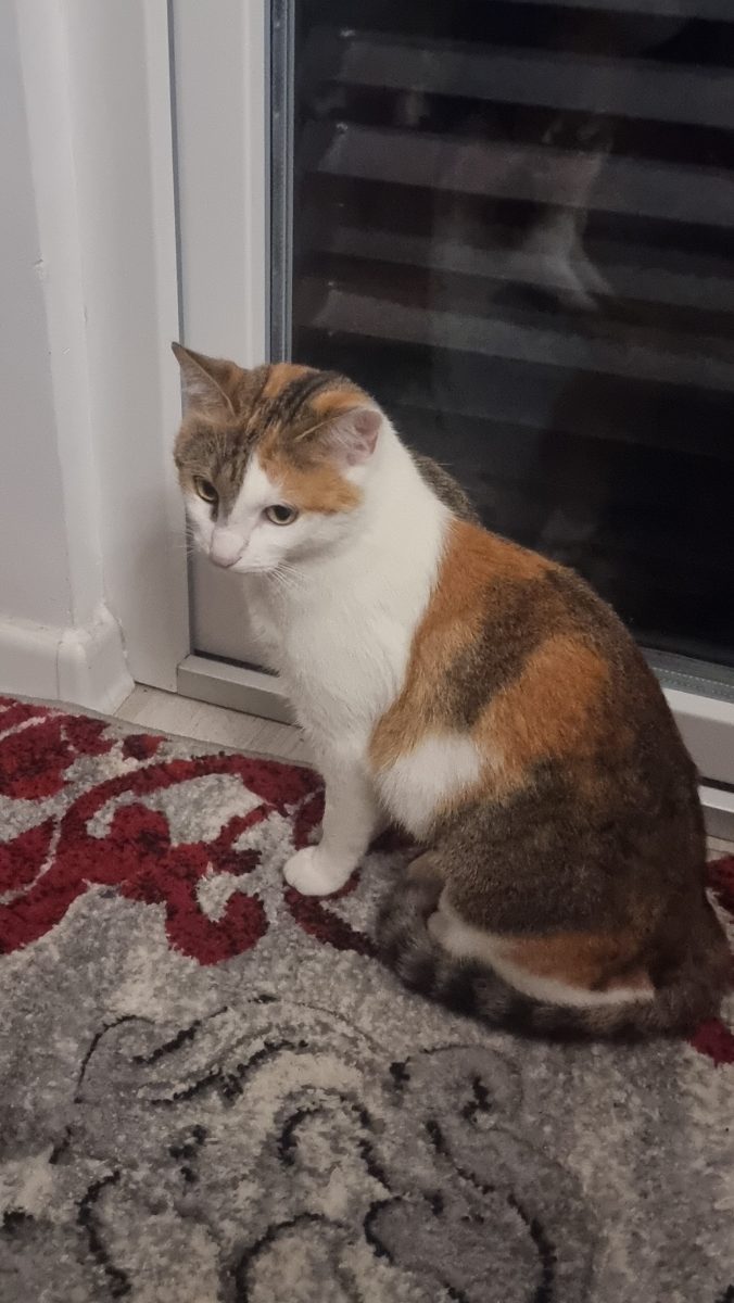 Adopție pisicuță de un an de zile