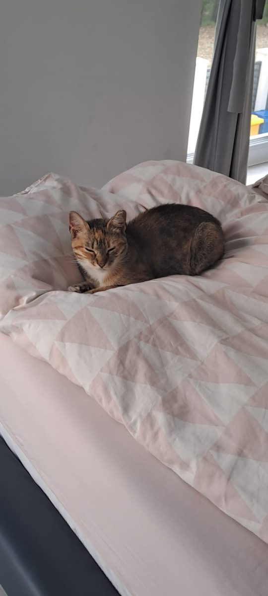 Urgent,are nevoie de o casa