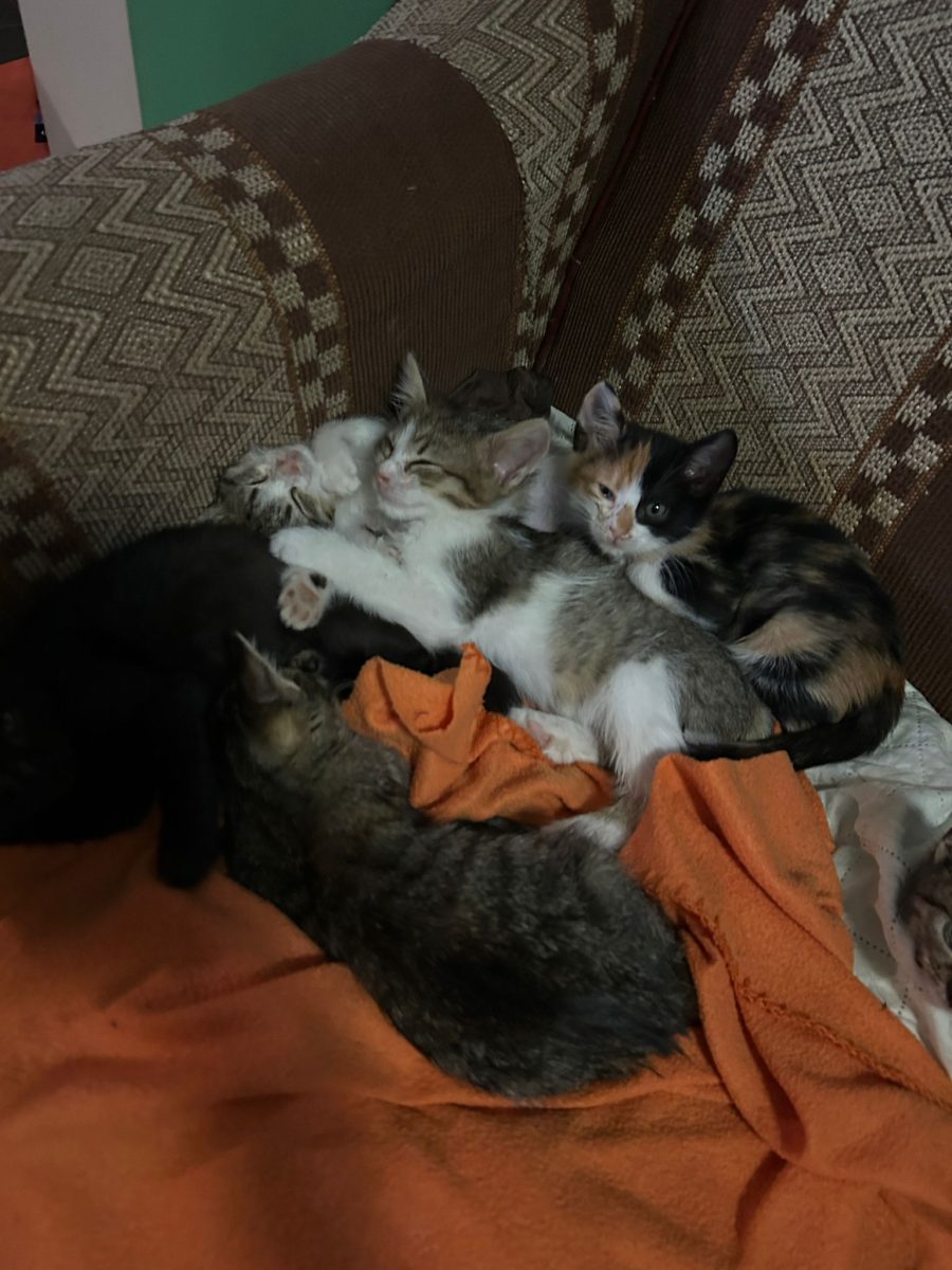 Pisicuțe pentru adopție.
