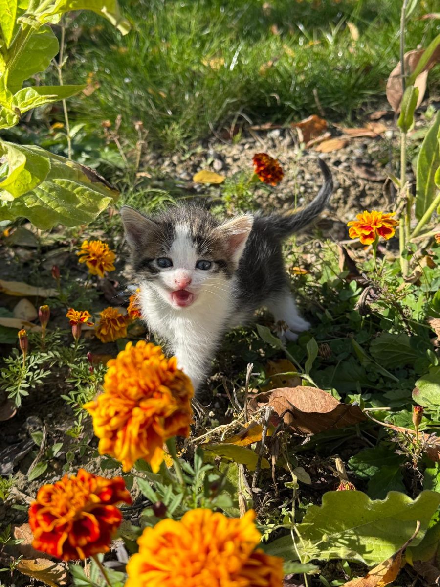 2 fetițe superbe metis de albastru de Rusia