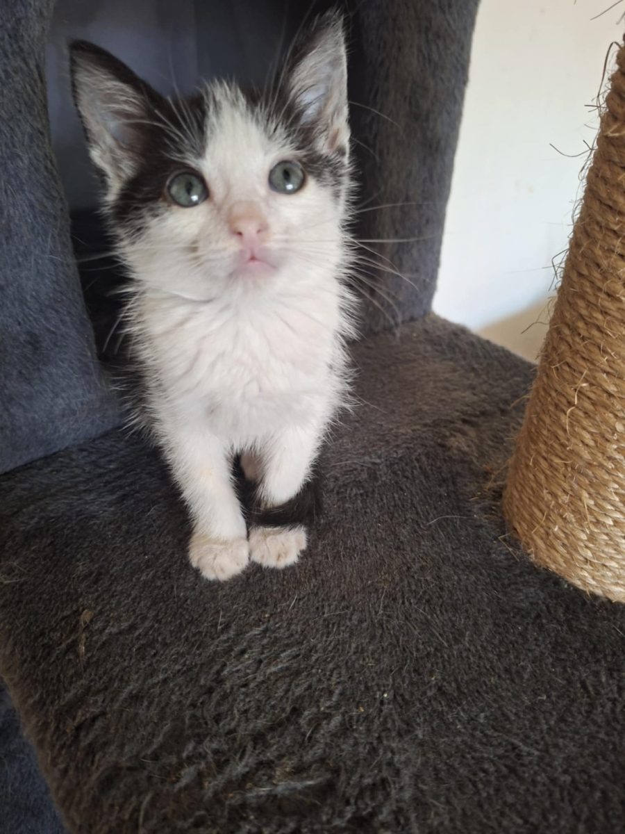 Adopții pisici