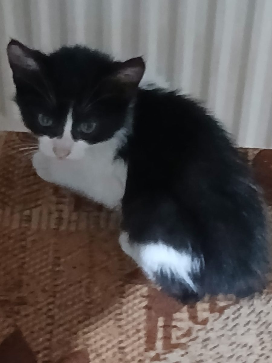 Adopții pisici