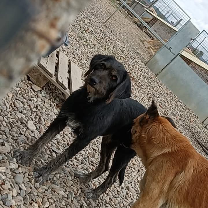 Adopții  caini