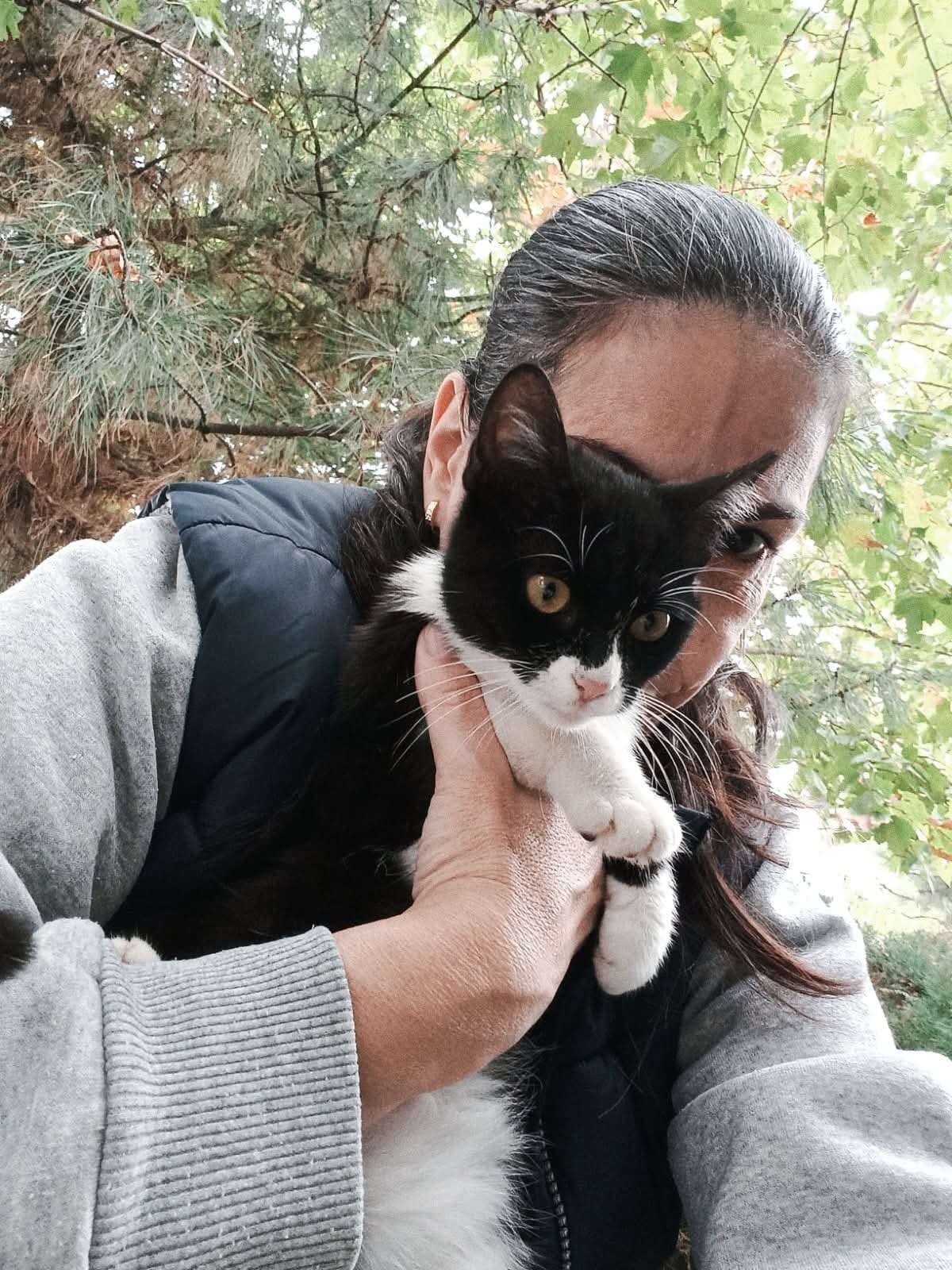 Adopții pisici