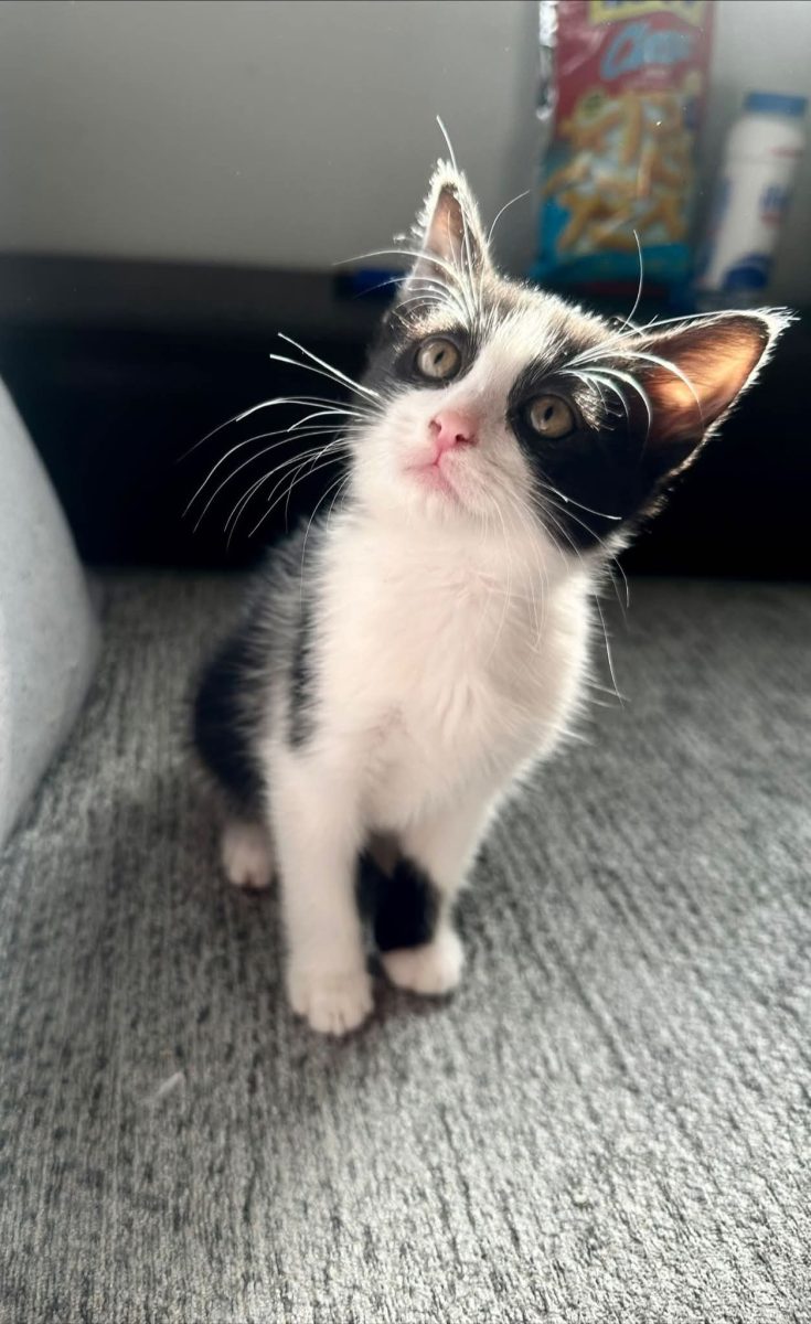 Adopții pisici