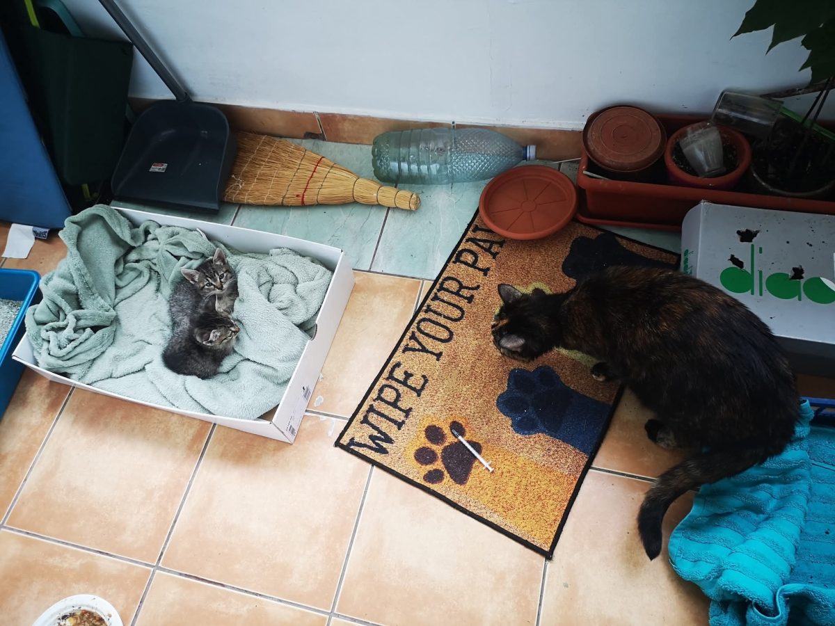 Adopții pisici