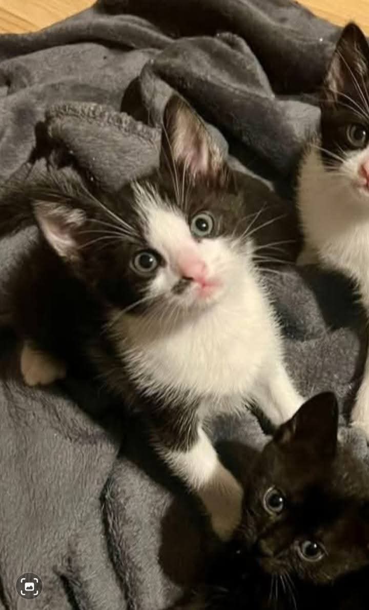 Adopții pisici