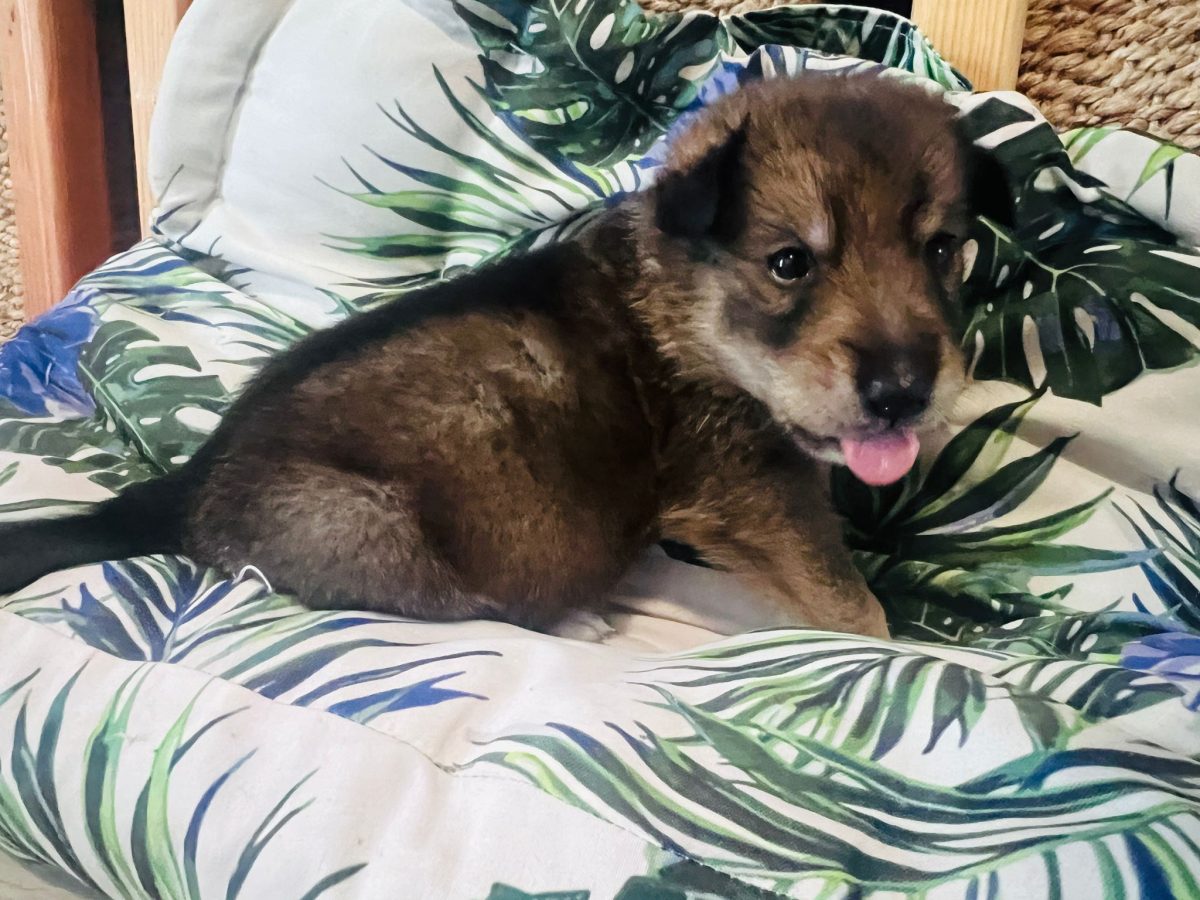 Adopții caini