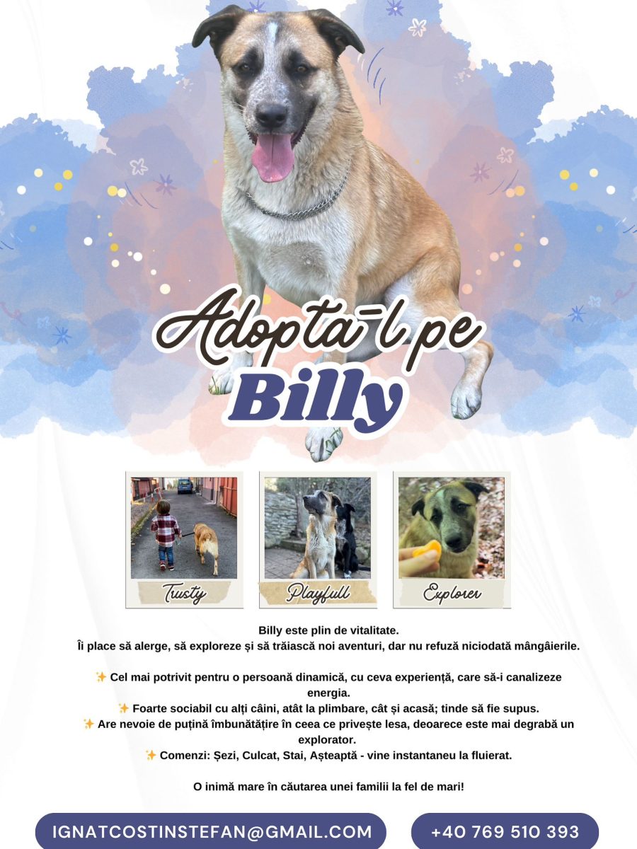 Adopții caini