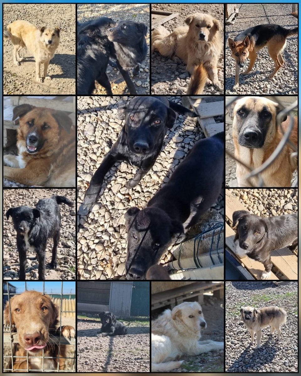 Adopții catei