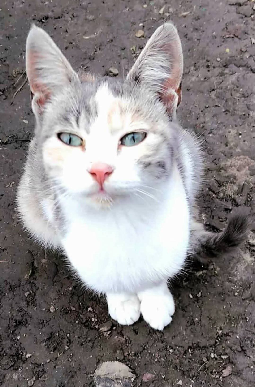Adopții pisici
