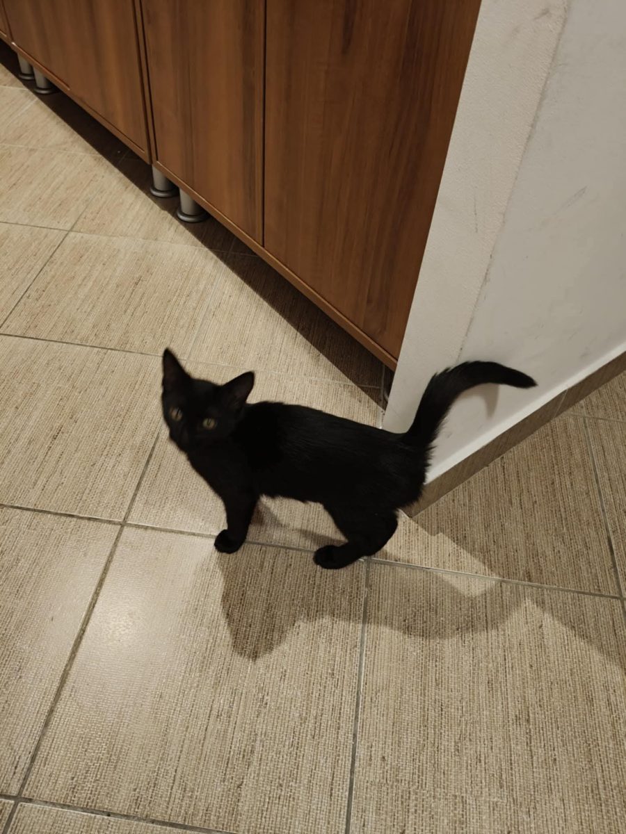 Adopții pisici