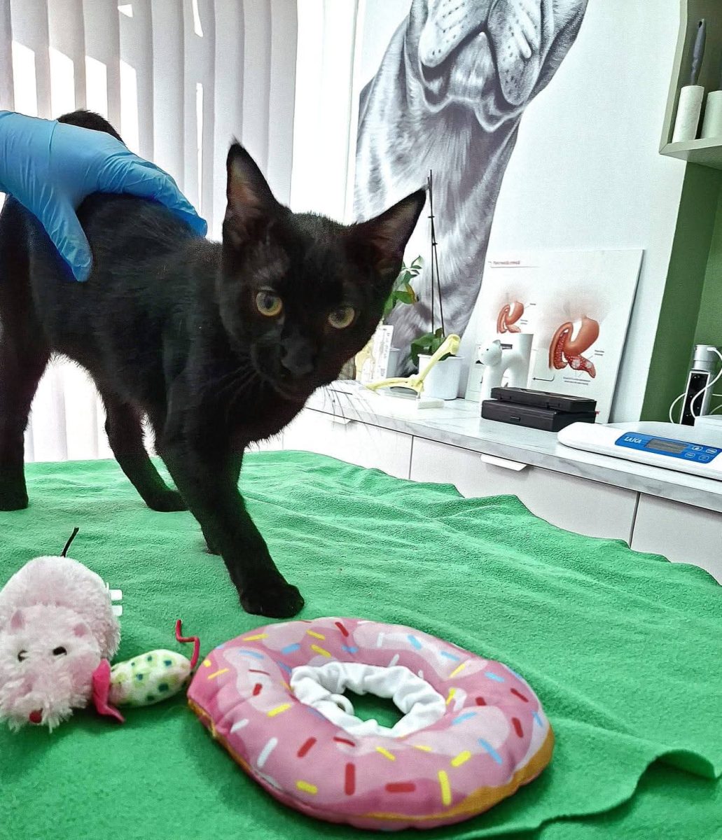Adopții pisici